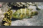 Besenschwanz-Prachtlippfisch - Broomtail wrasse - Cheilinus lunulatus