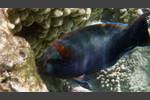 Schwarzer Papageifisch - Swarthy Parrotfish - Scarus niger