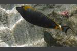 Gelbklingen-Nasendoktor - Orangespine unicornfish - Naso elegans
