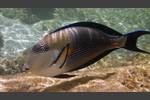 Arabischer Doktorfisch - Arabian Surgeonfish - Acanthurus sohal