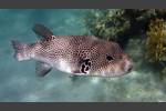 Riesenkugelfisch - Giant Puffer - Arothron stellatus