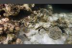Blutfleck-Husaren - Bloodspot squirrelfish - Neoniphon sammara