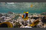 Rotmeer-Anemonenfisch - Amphiprion bicinctus, Rotmeer-Junker - Thalassoma klunzingeri