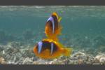 Rotmeer-Anemonenfisch - Red Sea Anemonefish - Amphiprion bicinctus