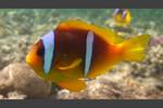 Rotmeer-Anemonenfisch - Red Sea Anemonefish - Amphiprion bicinctus