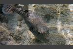 Riesenkugelfisch - Giant Puffer - Arothron stellatus