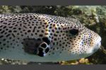 Riesenkugelfisch - Giant Puffer - Arothron stellatus