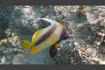 Rotmeer-Wimpelfisch - Red Sea Bannerfish - Heniochus intermedius
