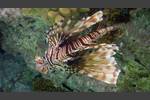 Indischer Rotfeuerfisch - Indian lionfish - Pterois miles