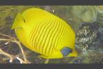 Masken-Falterfisch - Masked Butterflyfish - Chaetodon semilarvatus