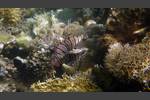 Indischer Rotfeuerfisch - Indian lionfish - Pterois miles