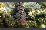 Indischer Rotfeuerfisch - Indian lionfish - Pterois miles