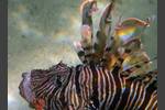 Indischer Rotfeuerfisch - Indian lionfish - Pterois miles