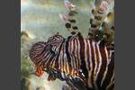 Indischer Rotfeuerfisch - Indian lionfish - Pterois miles