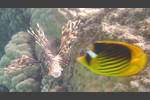 Indischer Rotfeuerfisch - Indian lionfish - Pterois miles