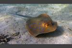 Blaupunkt-Stechrochen - Bluespotted Stingray - Taeniura lymma