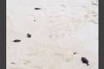 Eine Masse junger, toter Rotzahndrücker am Strand :-(