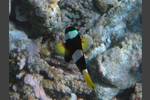 Clarks Anemonenfisch - Amphiprion clarkii