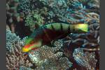 Streifen-Bannerlippfisch - Hemigymnus fasciatus