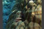 Gestreifter Korallenwächter - Paracirrhites forsteri