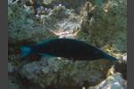 Blauer Vogelfisch - Gomphosus caeruleus