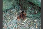 Antennenfeuerfisch - Pterois antennata