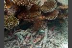 Roter Krake - Octopus cyanea