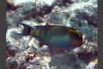 Blaustreifen-Doktorfisch - Acanthurus lineatus