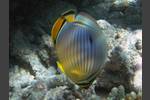 Rippen-Falterfisch - Chaetodon trifasciatus