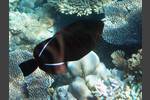 Indischer Drückerfisch - Melichthys indicus