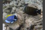 Weißkehl-Doktorfisch - Acanthurus leucosternon und Indik-Segelflossendoktor - Zebrasoma desjardinii