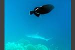 Indischer Drückerfisch über Weißspitzen-Riffhai