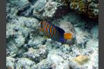 Pfauen-Kaiserfisch - Royal angelfish - Pygoplites diacanthus