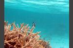 Dreibinden-Preußenfische bei ihrer Koralle