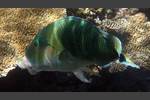 Streifen-Bannerlippfisch - Hemigymnus fasciatus