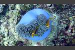 Malediven-Anemonenfisch - Amphiprion nigripes