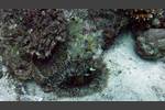 Clarks Anemonenfisch - Amphiprion clarkii