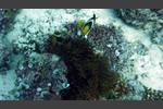 Clarks Anemonenfisch - Amphiprion clarkii