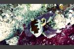Prachtsternschnecke - Chromodoris gleniei