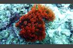 Clarks Anemonenfisch - Amphiprion clarkii