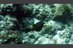 Weißpunkt-Kofferfisch - Ostracion meleagris