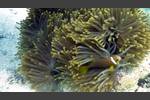 Malediven-Anemonenfisch - Amphiprion nigripes