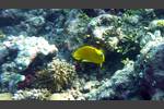 Gelber Dreipunkt-Kaiserfisch - Apolemichthys trimaculatus