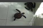 Schildkrötenaufzucht