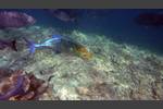 Blauflossen-Makrele - Bluefin trevally - Caranx melampygus
