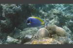 Weißkehl-Doktorfisch - Powderblue Surgeonfish - Acanthurus leucosternon