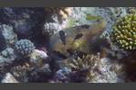 Masken-Igelfisch - Black-blotched porcupinefish - Diodon liturosus