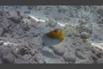 Fähnchen-Falterfisch - Threadfin butterflyfish - Chaetodon auriga