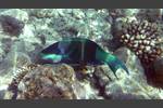 Kugelkopf-Papageifisch - Daisy parrotfish - Chlorurus sordidus