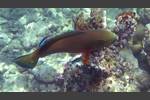 Buckelkopf-Papageifisch - Indian Ocean steephead parrotfish - Chlorurus strongylocephalus